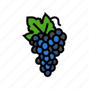 blue, grapes, bunch, grape, wine, fruit