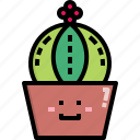 astrophytum, cacti, cactus, desert, nature, pot, summer