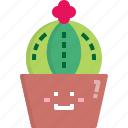 astrophytum, cacti, cactus, desert, nature, pot, summer 