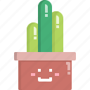 cacti, cactus, cereus, desert, nature, pot, summer 