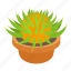 cactus, cartoon, decorative, flower, green, prickly, white 