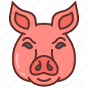 pork, bacon, ham, face, head, farm, animal