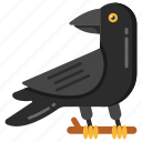 crow, blackbird, bird, aves, feathered creature