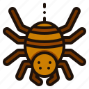 spider, halloween, arachnid, insect, animal, bug, entomology