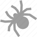 animal, arachnid, eight legs, insect, scary, spider, tarantula