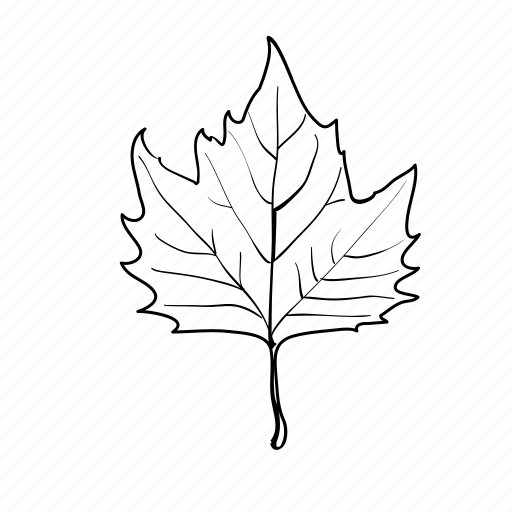 Botanical, leaf, leaves, nature, sycamore icon - Download on Iconfinder