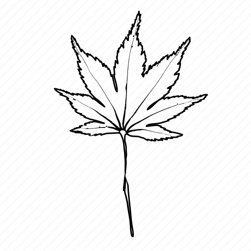 Botanical, japanese maple, leaf, leaves, nature icon - Download on Iconfinder