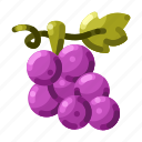 grape, vineyard, wine, fruit, agriculture, harvest, juicy, ripe, wine grapes