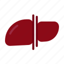 health, liver, organ, anatomy