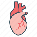 cardiogram, cardiology, heart, medical, organ