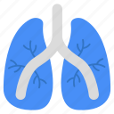 lungs, respiratory organ, human organ, internal anatomy, biology