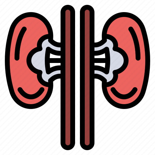 Healthcheck, kidney, organ, medical, anatomy, human, health icon - Download on Iconfinder