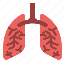 healthcheck, lung, organ, medical, anatomy, health, disease