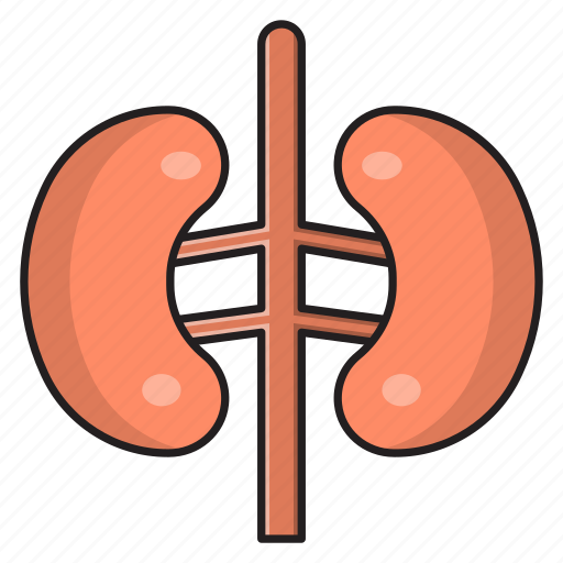 Anatomy, body, healthcare, kidney, organ icon - Download on Iconfinder