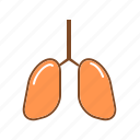 chest, human organ, lungs, organ, respiratory organ, respiratory system