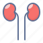 anatomy, kidneys, organ 