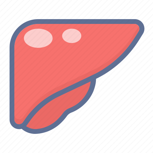 Anatomy, hepatologist, liver icon - Download on Iconfinder