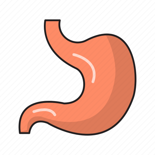 Body, digestive, medical, organ, stomach icon - Download on Iconfinder