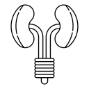 kidney, medical, care, organ, disease, health, system, human, anatomy