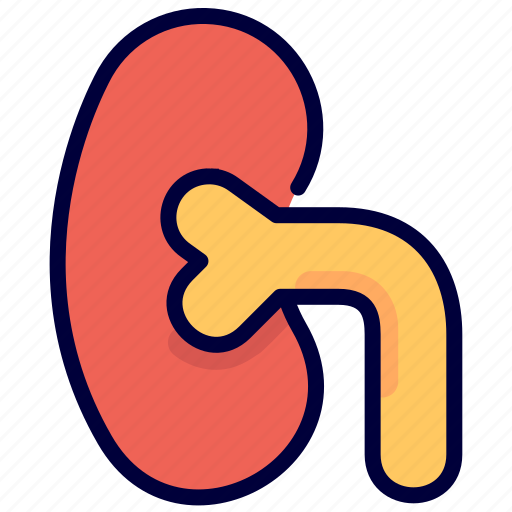 Healthcare, kidney, medical, organs icon - Download on Iconfinder