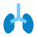 health, healthcare, human, lung, lungs, medical, organ