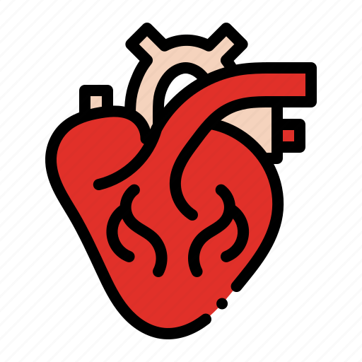 Heart, anatomy, cardiology, organ, health icon - Download on Iconfinder