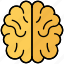 healthcare, brain, genius, mind, intelligence 