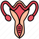 healthcare, gynecology, female, vagina, medical