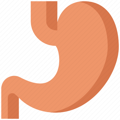Healthcare, stomach, anatomy, organ, digest icon - Download on Iconfinder