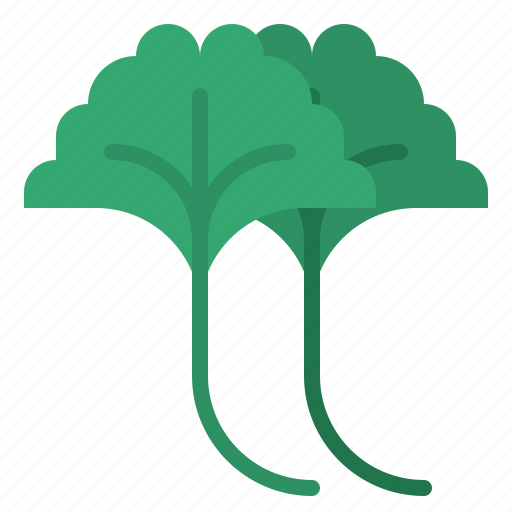 Ginkgo, herb, spice, healthy, vegetable icon - Download on Iconfinder
