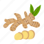 ginger, root, spice, root spice, herb, botanical, culinary ingredient, natural remedy, colorful 