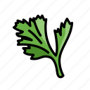 parsley, herb, herbs