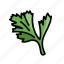 parsley, herb, herbs 