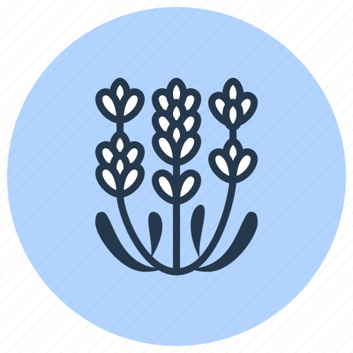 Flower, herb, lavender, medicinal, plant icon - Download on Iconfinder
