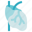 cardiology, cardiovascular, heart, organ anatomy 
