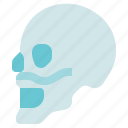 head, organ anatomy, side skull, skeleton 
