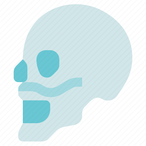 Head, organ anatomy, side skull, skeleton icon - Download on Iconfinder