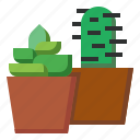 botanical, cactus, dessert, dry, nature, plant