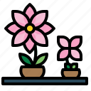 botanic, flower, nature, plant, pot