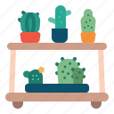 cactus, shelf, decoration, home, garden
