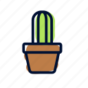 cactus, plant, succulent