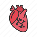cardiology, pulse, heart, ecg, organ, cardiovascular, stethoscope, healthcare