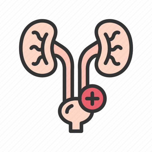 Urology, kidney, organ, bladder, urine, treatment, healthcare icon - Download on Iconfinder