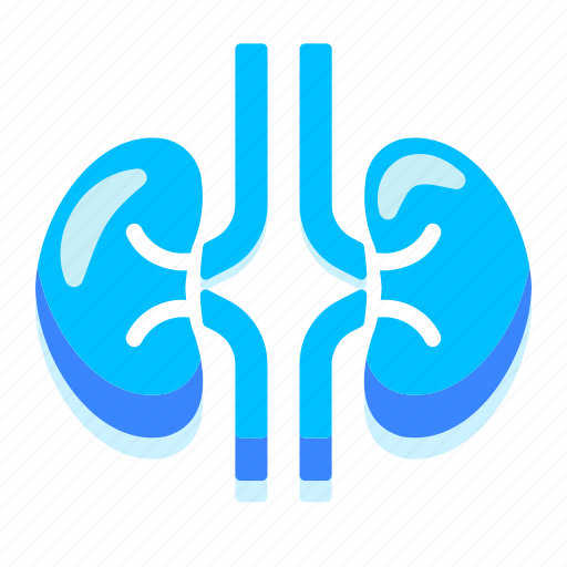 Kidney, organ, health, healthcare, medical, hospital, medicine icon - Download on Iconfinder