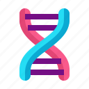 biology, chromosome, dna, genetic, medical, science, structure