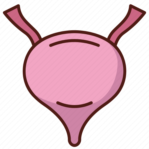 Bladder, organ, anatomy, urinary, urethra icon - Download on Iconfinder