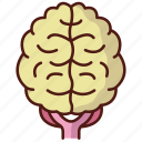 brain, idea, intelligence, anatomy, organ