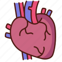 heart, anatomy, health, organ, artery