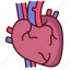 heart, anatomy, health, organ, artery 