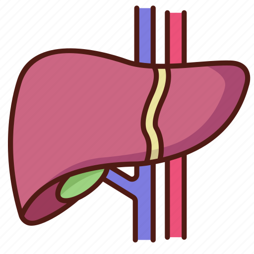 Medical, liver, health, anatomy, organ icon - Download on Iconfinder